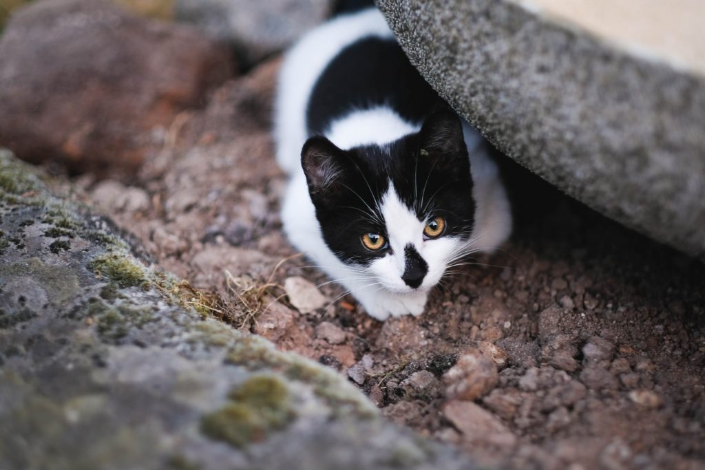 cat hiding on gray rock