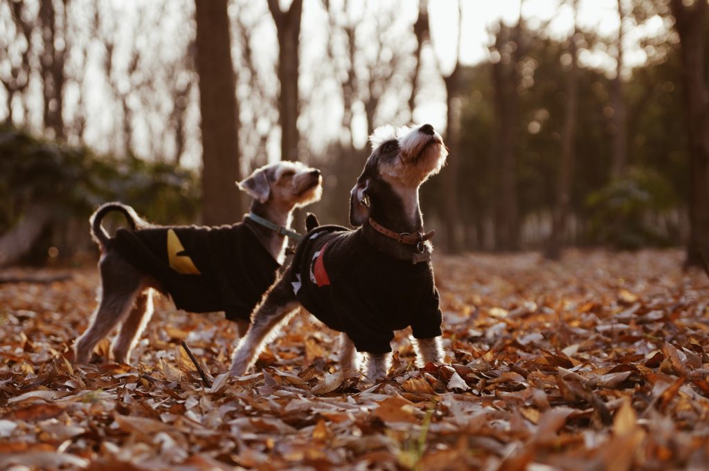 selective focus photography of two short-coated black dogs